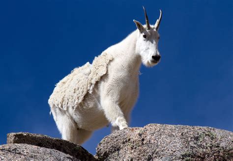 Andrew Corbett Mountain Goat Living