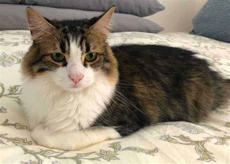 Orange County CA - Stunning Maine Coon Mix Cat For Private ...