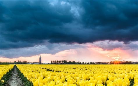 Netherlands Yellow Tulips Flower Field Clouds Sunset