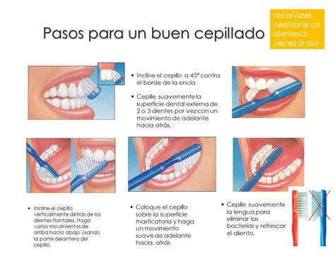 Tecnicas De Cepillado En Odontologia Medidas De Cajones De
