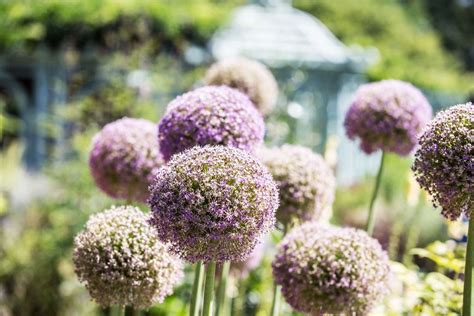 How To Grow And Care For Allium Ornamental Onion