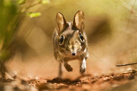 A Sengi More Commonly Known As An Elephant Shrew Running Along A