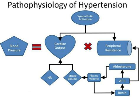 Fig Pathophysiology Of Hypertension Download Scientific Diagram