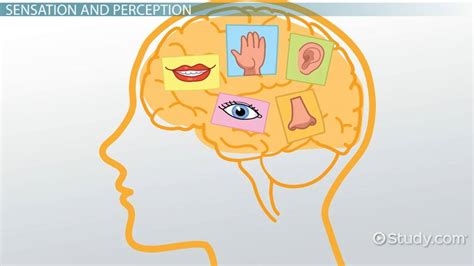 Sensation And Perception Definition Differences And Examples Video