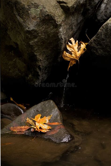 Autumn Leaves In Stream Stock Image Image Of Autumn 19935127