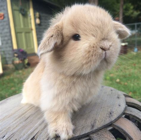Baby New Jersey Holland Lop Cute Bunny Animal Party Cute Animals