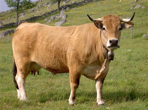 Aubrac Diconimoz Com Le Dictionnaire Des Animaux Race De Vache Vache Aubrac Vache
