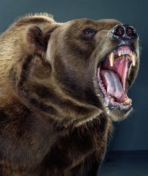 Bear Portraits Jill Greenberg Animal Photography Kodiak Bear Bear