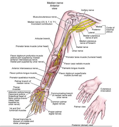 Look at the picture of the muscle, find it on your body, and picture how it is contracting as it produces its associated movement or movements. Forearm Pain (Lower Arm) Causes - Muscles, Nerves and Bones