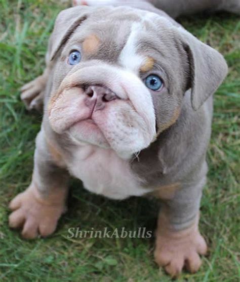 77 White Bulldog With Blue Eyes L2sanpiero