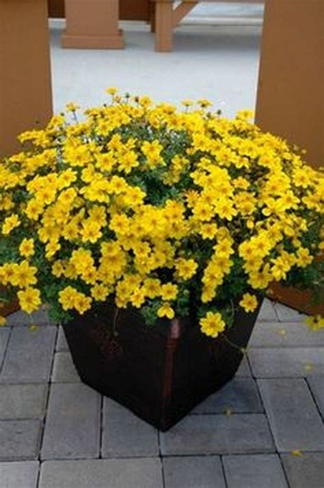 Growing annual plants under full sun, especially in containers, can be a bit challenging. Bidens 'yellow Sunshine' - Full Sun, Good Trailing Plant ...