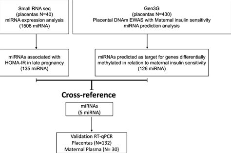 Flow Diagram Summarizing The Mirna Selection Cross Reference And