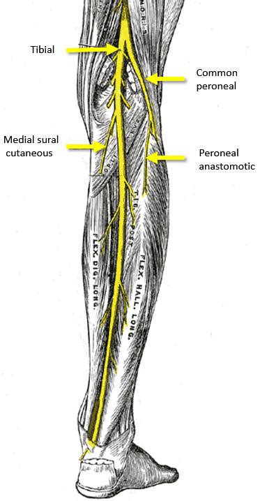 Lower Body Nerves Anatomy Nerve Supply Of The Human Leg Wikipedia