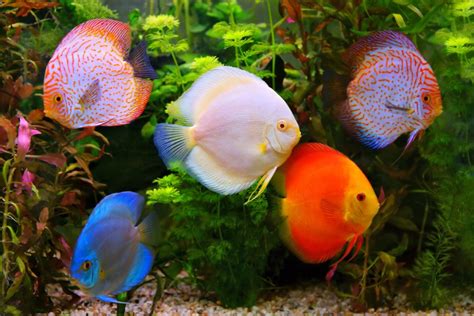 Top 20 Aquarium Fish Reverasite