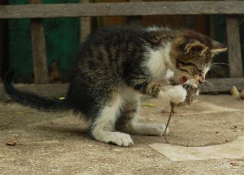 Cat Eating A Mouse Free Stock Photo Free Images