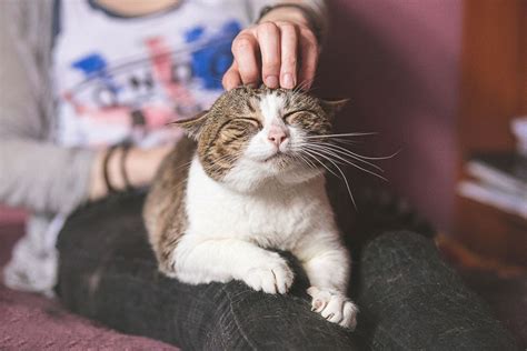 Photographer Captures Disabled Cats To Show They Re Still Amazing