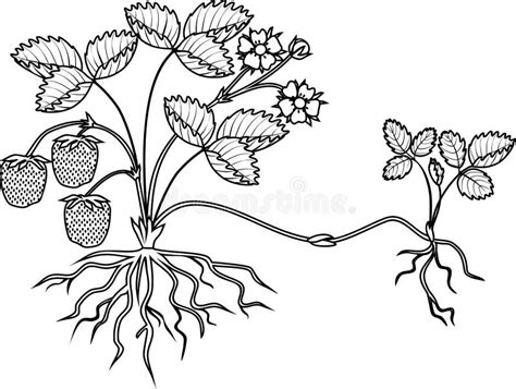 Coloring Page With Strawberry Plant With Roots Flowers Fruits