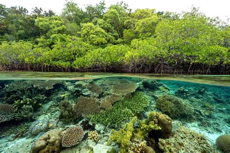 Mangrove Dan Lamun Ekosistem Penting Di Wilayah Pesisir Laut