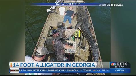 14 Foot Alligator May Be Largest Ever Caught In The State Youtube