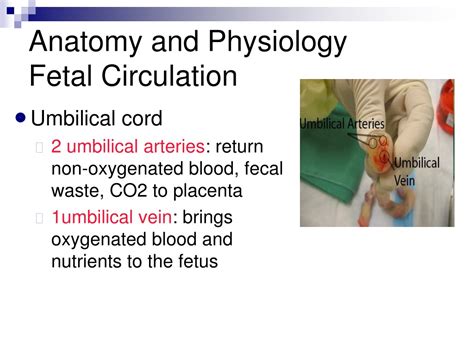 Ppt Fetal Circulation Powerpoint Presentation Free Download Id9640693