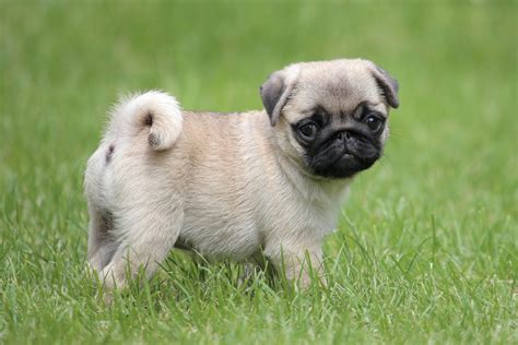 Are There Different Kinds Of Pugs