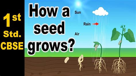 Seed Germination How A Seed Grows 1st Std Science Cbse Board