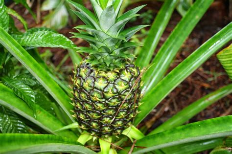 Dawns Garden Life Growing Pineapples In Florida
