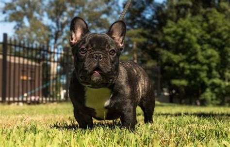 Everyone knows the french bulldog! French Bulldog: Origin, Stereotypes, and Temperament ...