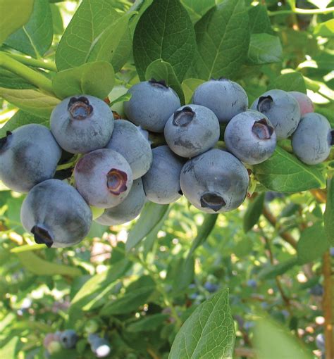 Rebel Blueberries Fall Creek Nursery Plants Varieties
