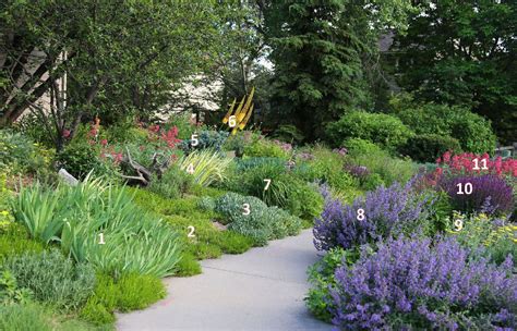 Great Plants For A Water Wise Garden Water Wise Landscaping