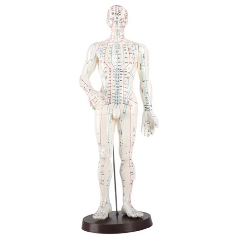 acupuncture model 48cm female 50cm male pvc human body acupuncture model acupoint model english