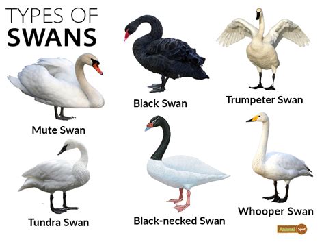 Swan Facts Types Diet Reproduction Classification Pictures