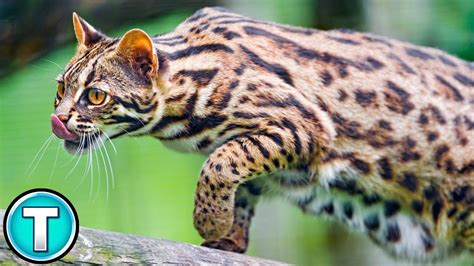 Asian Leopard Cat Worlds Weirdest Animals Youtube