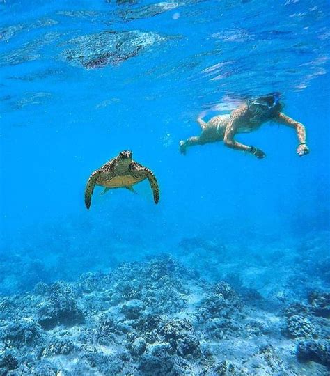 2023 Guide The 11 Best Snorkeling Spots In Oahu Hawaii