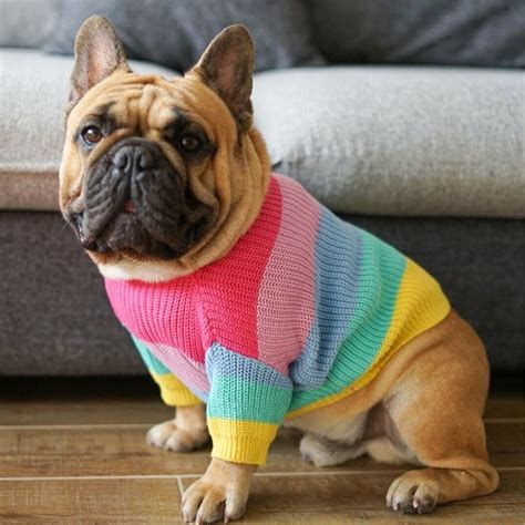 Rainbow Sweater For Dogs French Bulldogs Winter Clothes Dog Etsy