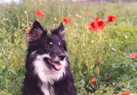 Icelandic Sheepdog Fun Facts Pros Cons And History