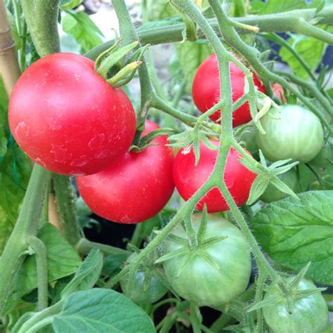 Mountain Magic Tomato Seeds Blight Resistant