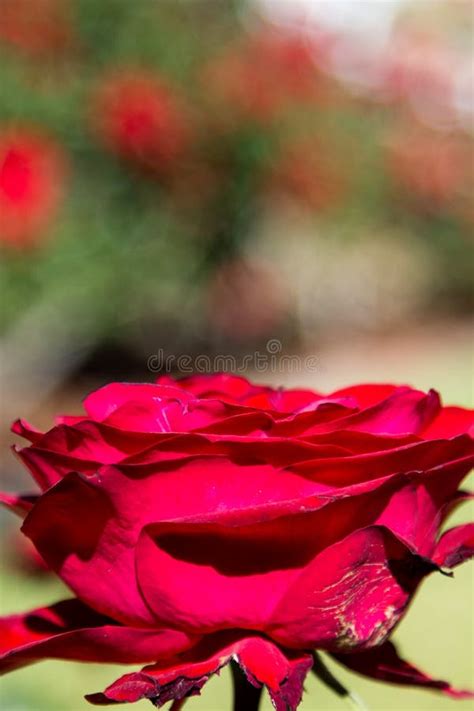 Blooming Red Rose In Spring 3 Stock Photo Image Of Bird Petal 161825166