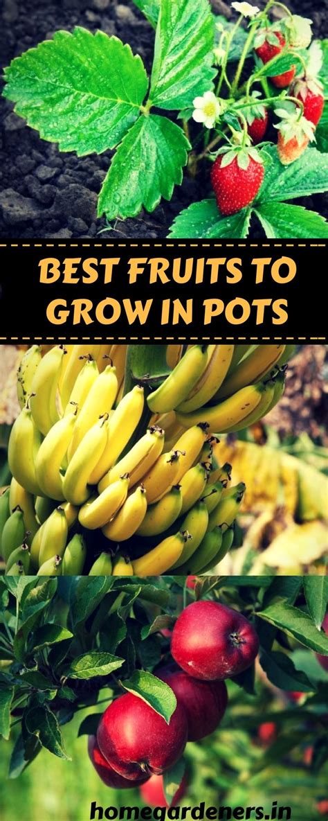 It's perfectly doable, though, thanks to the numerous dwarf tropical fruit trees that take well to containers and flower and fruit at a. 10 Best Fruits to Grow in Your Pots | Best fruits, Fruit, Growing