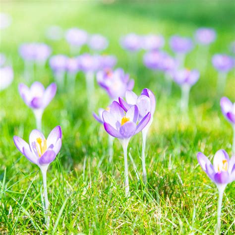 Crocus Tommasinianus Bulbs Stocks And Green