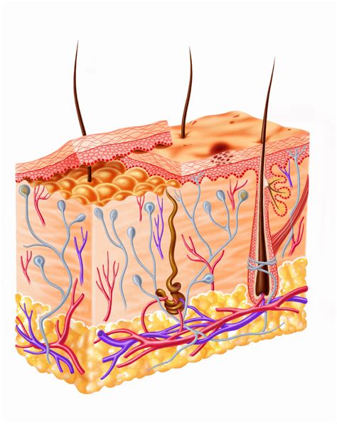 Natural Immunity Of The Body Interactive Biology With