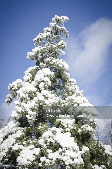 Leaning Pine Tree Stock Photo Download Image Now Blue Cold