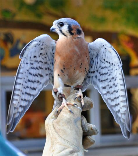 Patriot Shows Off His Beautiful Feathers The American Kestrel Is The