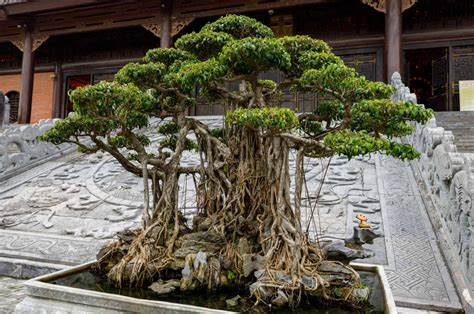 This Is How The Oldest Bonsai Tree In The Entire World Looks Like