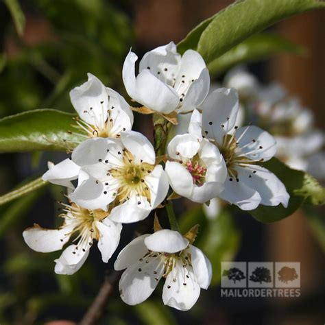 Pyrus Doyenne Du Comice Comice Pear Tree Mail Order Trees