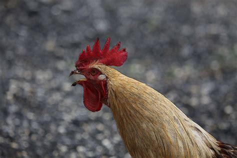 rooster crowing - Farminence