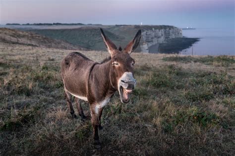 Why Do Donkeys Bray 5 Reasons They Hee Haw First Time Farming