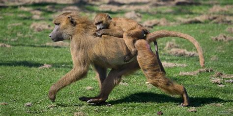 5 Interesting Facts About The Baboon Papio Papio Safaribookings