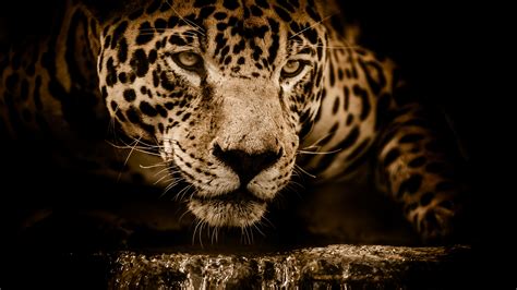 Desktop Wallpapers Jaguar Big Cats Whiskers Snout Glance 3840x2160