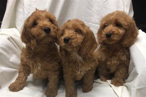 F1 Apricot And Red Cockapoo Puppies In Barnsley Uk